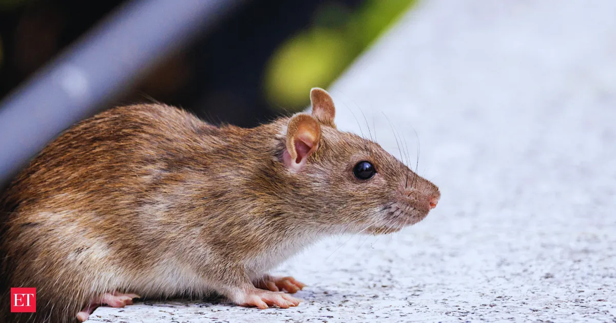 NHRC notice to MP health dept, Indore DM over death of newborn due to 'rat attacks'