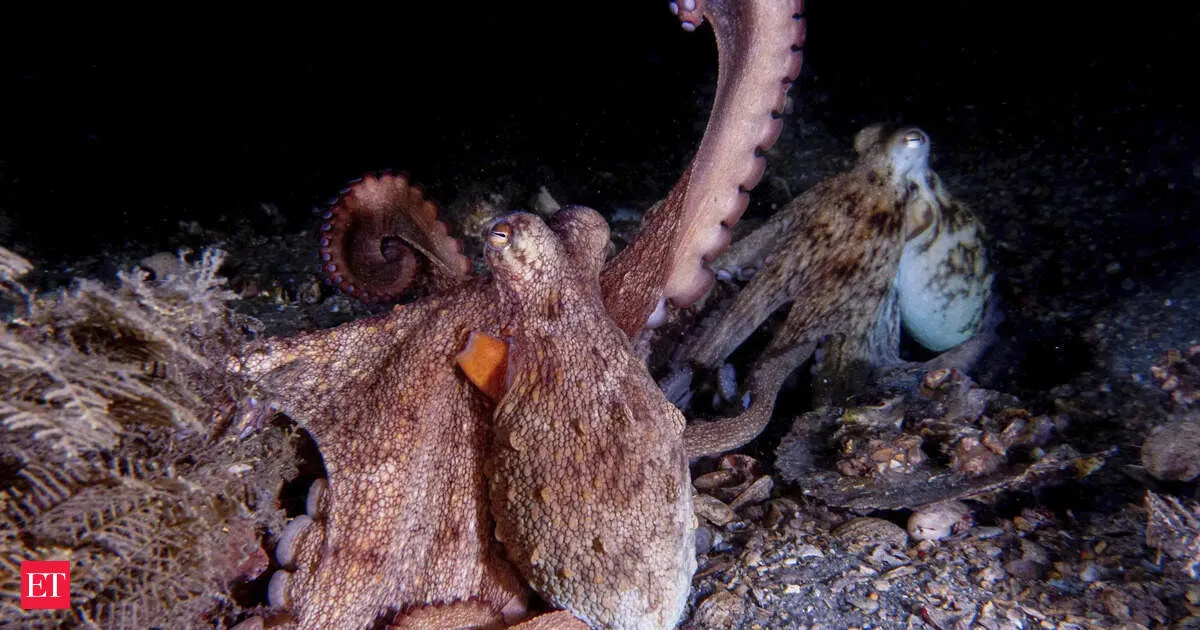 How to use 8 arms? Octopuses tend to explore with their front limbs