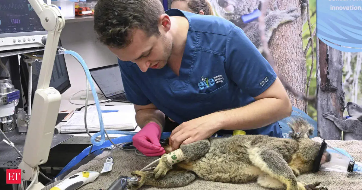 Australia approves world-first vaccine to save koalas from chlamydia