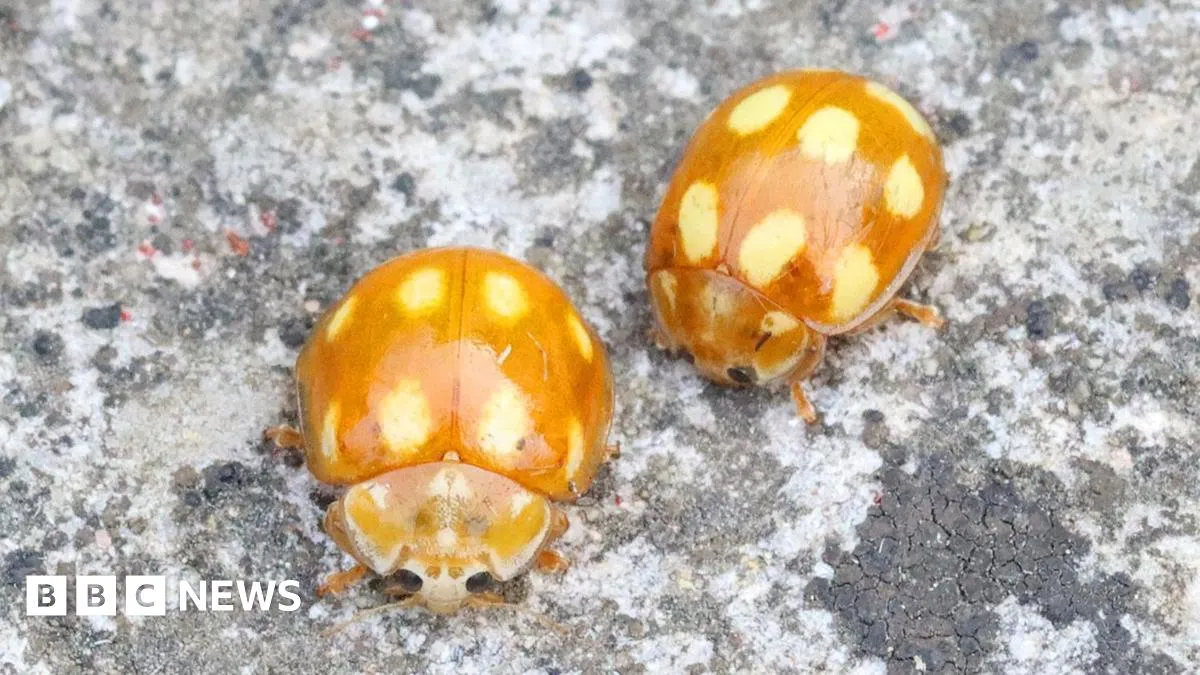 Rare ladybird recorded in the New Forest is a UK first