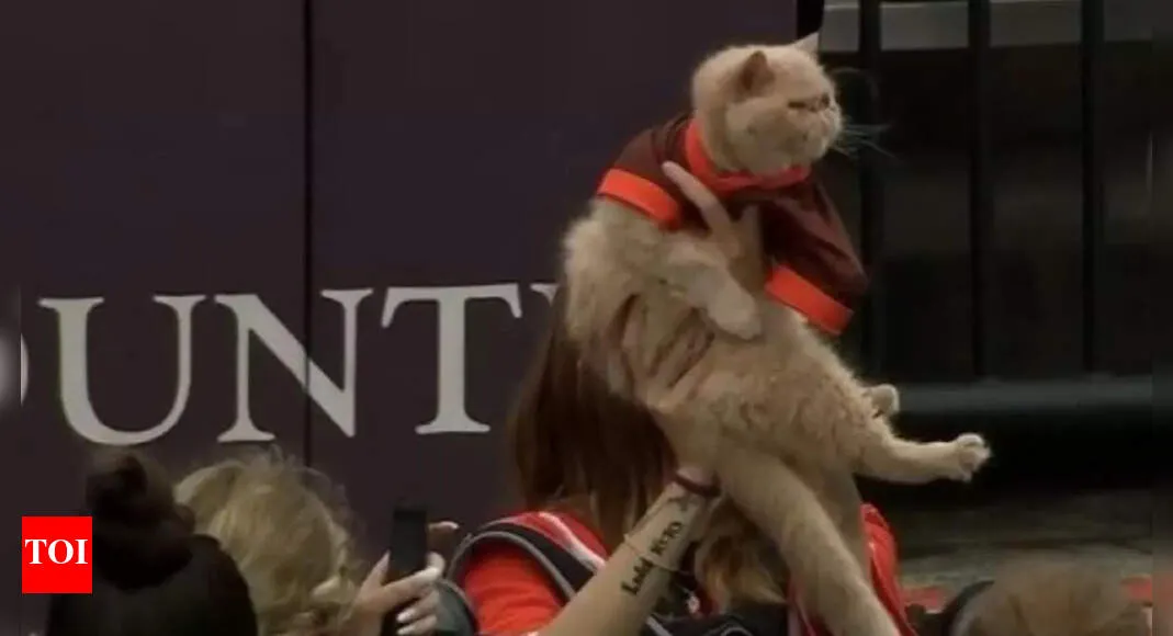 The unlikely football icon: Pudge the cat wins over Bowling Green and beyond