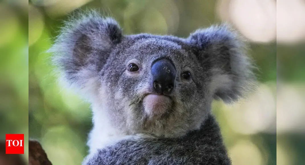 Koalas to be vaccinated against Chlamydia: Australia approves first-ever vaccine